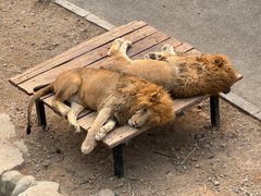 -大连森林动物园