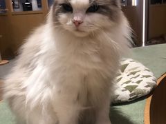 -CAT’S MEWSTAR CAFE·喵星球猫屋(晴湾咖啡店)