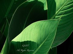 -桤木河湿地公园