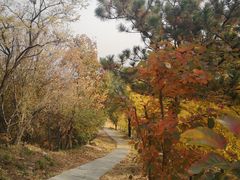 -北京鹫峰国家森林公园