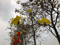 -天适樱花悠乐园