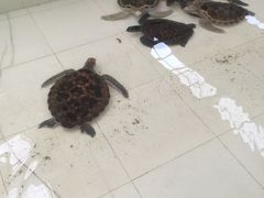 -广东惠东海龟国家级自然保护区