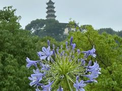-苏州上方山国家森林公园