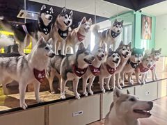 -Husky Go! 哈士奇体验馆·宠物咖啡厅狗咖