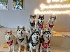 -Husky Go! 哈士奇体验馆·宠物咖啡厅狗咖