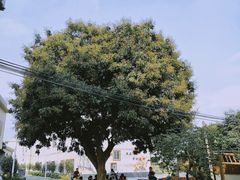-龙华寺