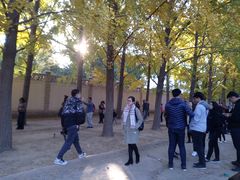 -三里屯东五街银杏大道