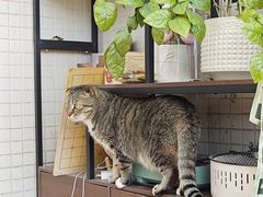 -长沙三景韦尔斯利酒店·Oval全日制餐厅自助餐