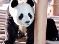 -栾川竹海野生动物园