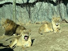 -北京野生动物园