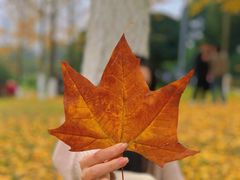 -重庆中央公园(渝北区)