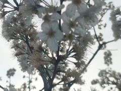 -两河城市森林公园