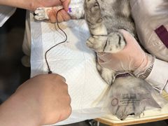 -宠爱国际动物医院·消化内科·心肾内科·ISFM猫友好(望京店)