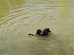 -舜耕山庄四时万和自助餐厅