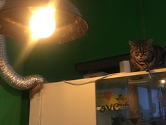 -李小姐の猫咖啡馆(五角场店)