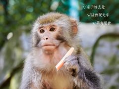 -栾川竹海野生动物园