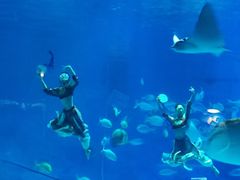 -烟台海昌鲸鲨海洋公园