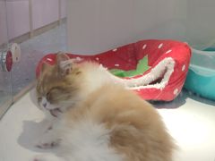 -龟与熊猫宠物公园(南坪店)