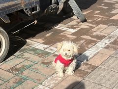 -逍遥镇刘相五胡辣汤豆沫馆(康复中街店)