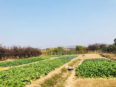 -呼吸森林·生态农庄农家乐私房菜