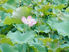 -贵州省植物园