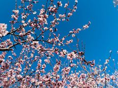 -桃花堤公园