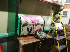 -猫咪博物馆(顶澳仔猫街店)