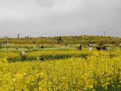 -三圣花乡旅游区