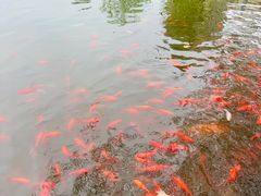 -绵阳人民公园(涪城区)