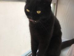 -喵屿·大理花园猫咖