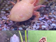 -上海大自然野生昆虫馆