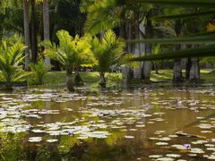 -中国科学院西双版纳热带植物园