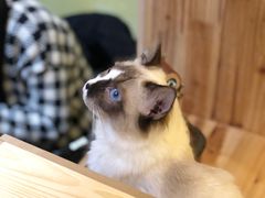 -猫色咖啡·猫咖