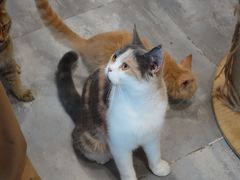 -楼上猫咖(罗湖店)