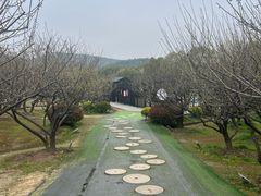 -香雪海