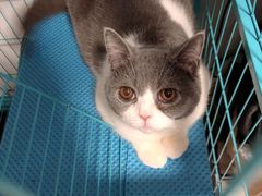 -萌兽医馆·宠物医院·猫骨科(创景店)