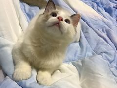 -Bastet sally猫舍购宠(静安店)