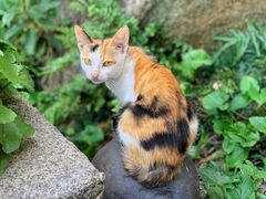 -厦门园林植物园-植物园滴水山房