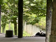 -中国大熊猫保护研究中心雅安碧峰峡基地