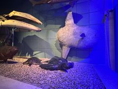 -浙江自然博物院(杭州馆)
