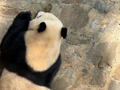 -都江堰中华大熊猫苑