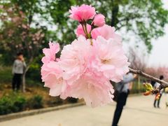 -天适樱花悠乐园