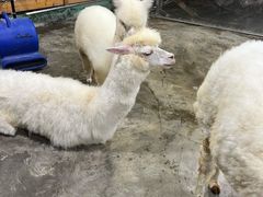 -上海大自然野生昆虫馆(东方明珠·爬宠昆虫探索中心)