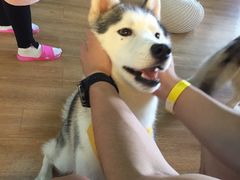 -Husky Go! 哈士奇体验馆·宠物咖啡厅狗咖