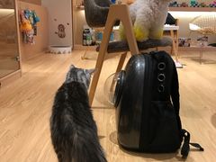 -Pets First伊珊娜洗护·精致美容·家庭式寄养(新会路店)