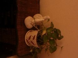 android_upload_pic-艾维庭美学SPA