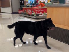 -帕帕拉兹宠物(亚洲旗舰店)