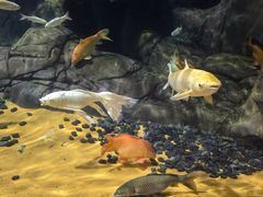 -上海海洋水族馆