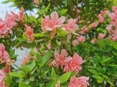 -上海鲜花港