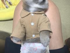 -逗柴咖啡屋·狗咖猫咖宠物桌游